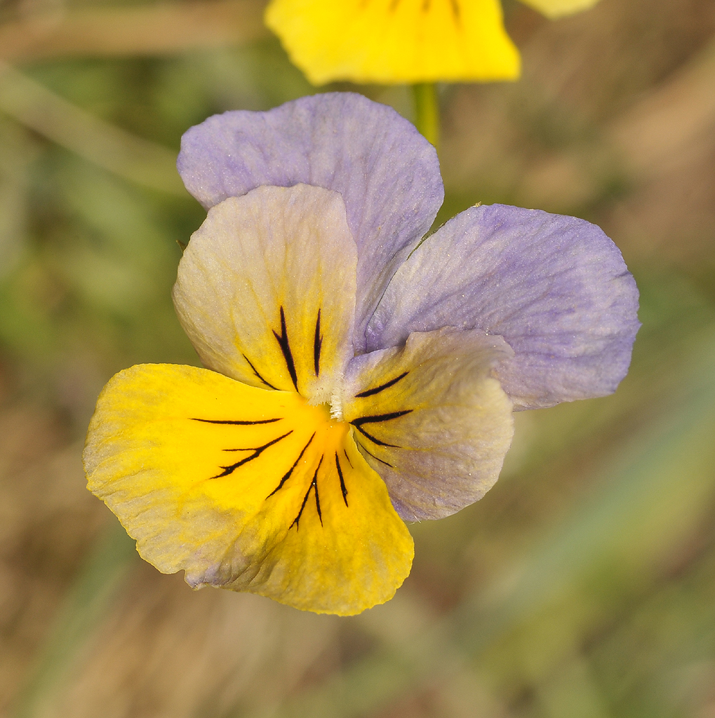 Viola lutea subsp. calaminaria. Blue form. Close-up.