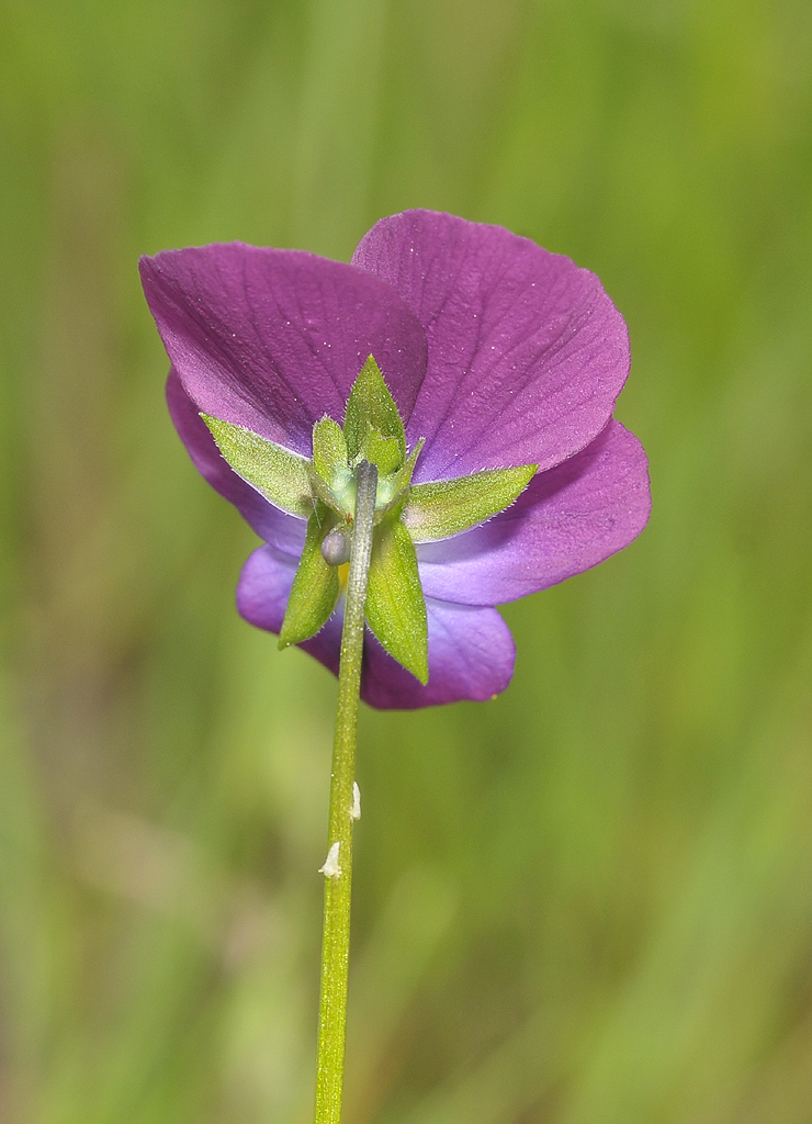 Viola tricolor. Close-up. Showing sepals.