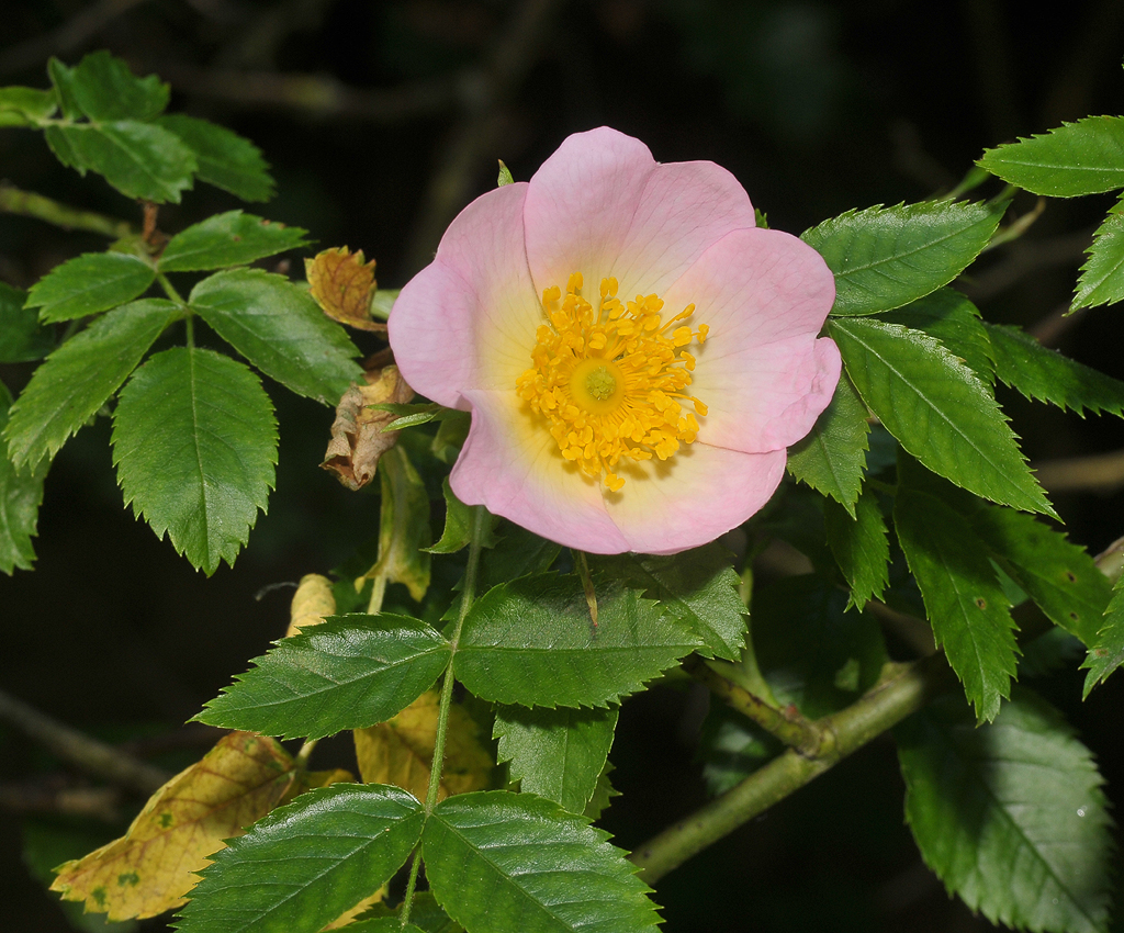 Rosa canina.