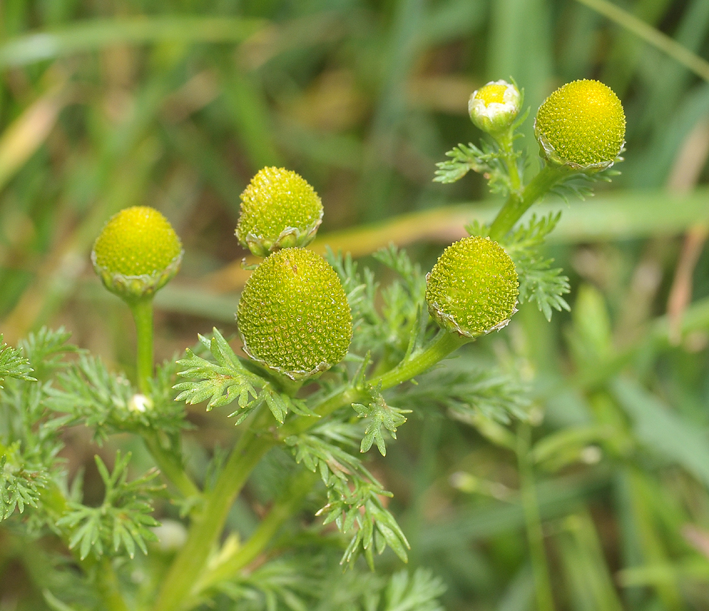 Matricaria discoidea. Close-up.