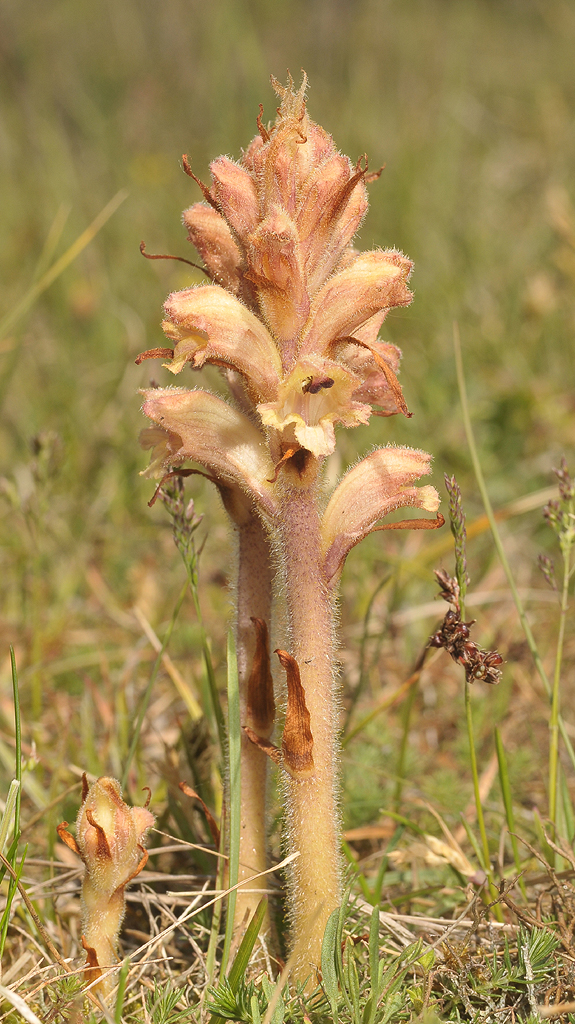 Orobanche caryophyllacea.