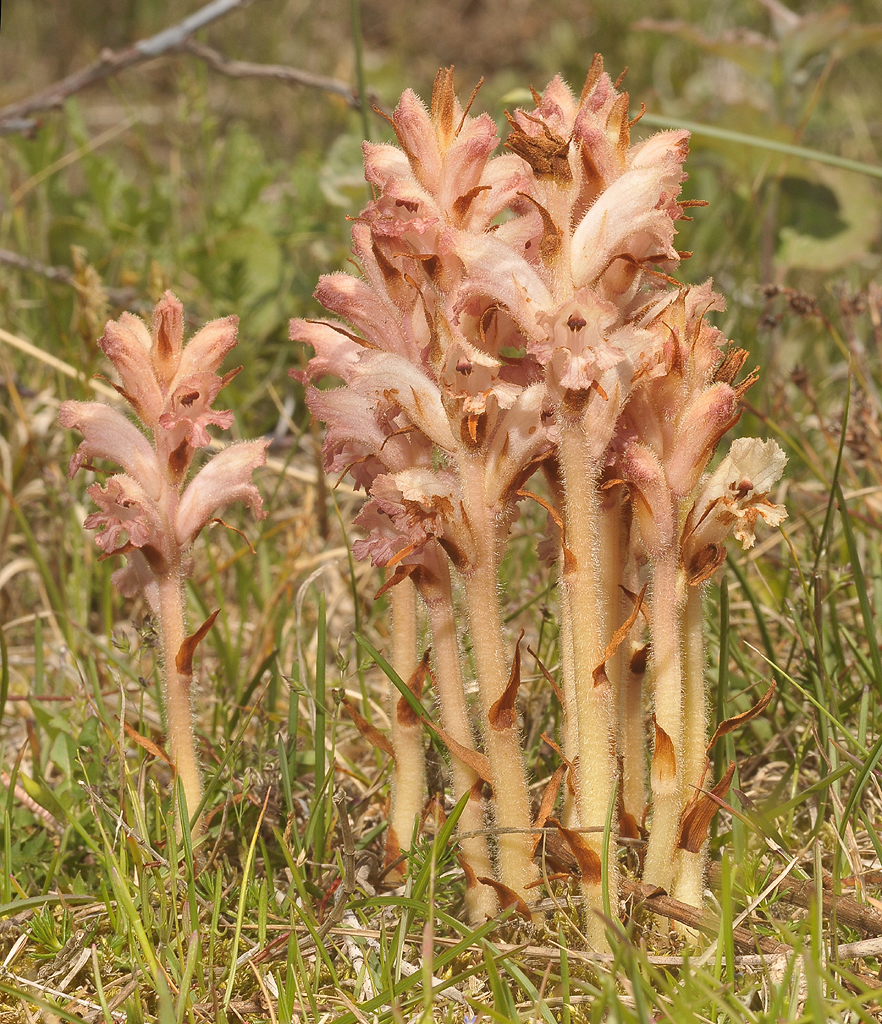 Orobanche caryophyllacea.