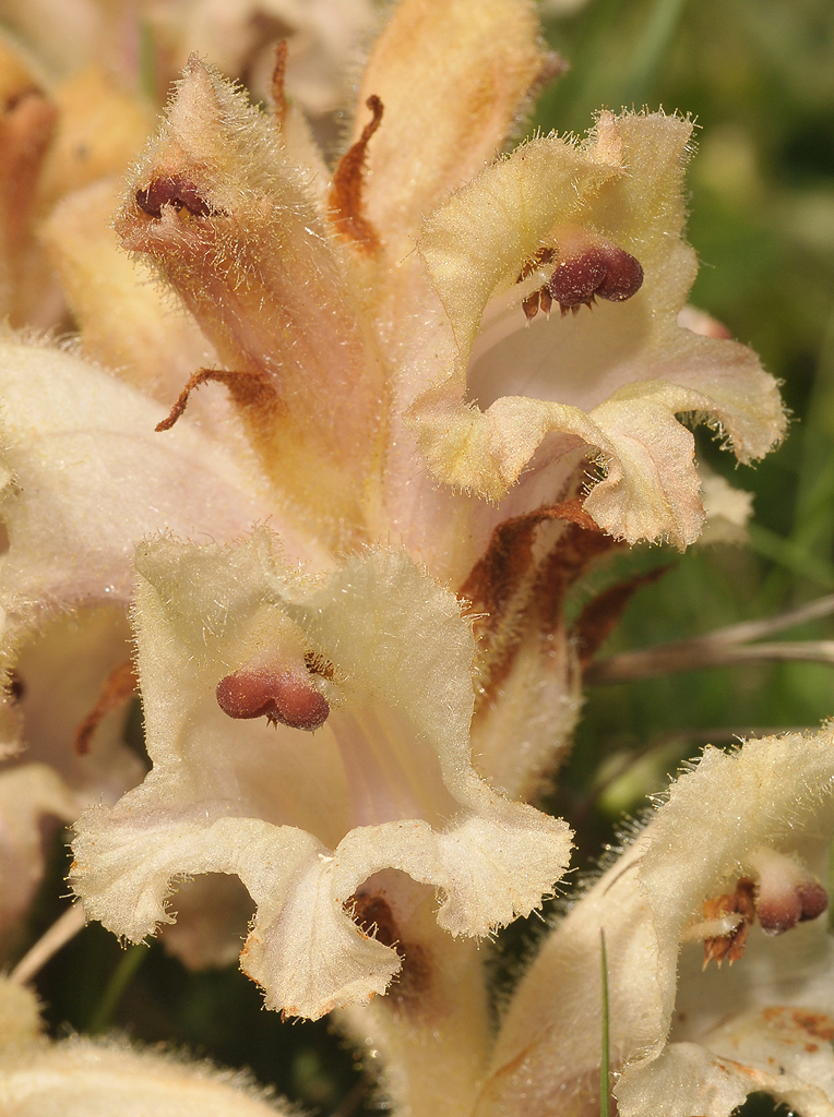 Orobanche caryophyllacea. Close-up.