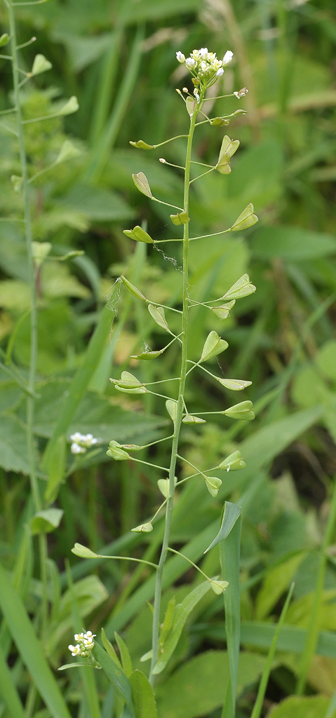 Capsella bursa-pastoris. Closer.