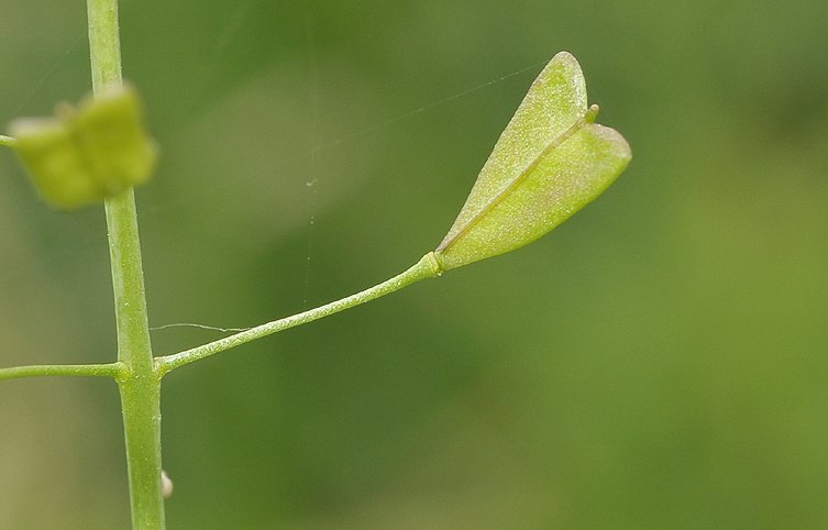 Capsella bursa-pastoris. Close-up fruit.