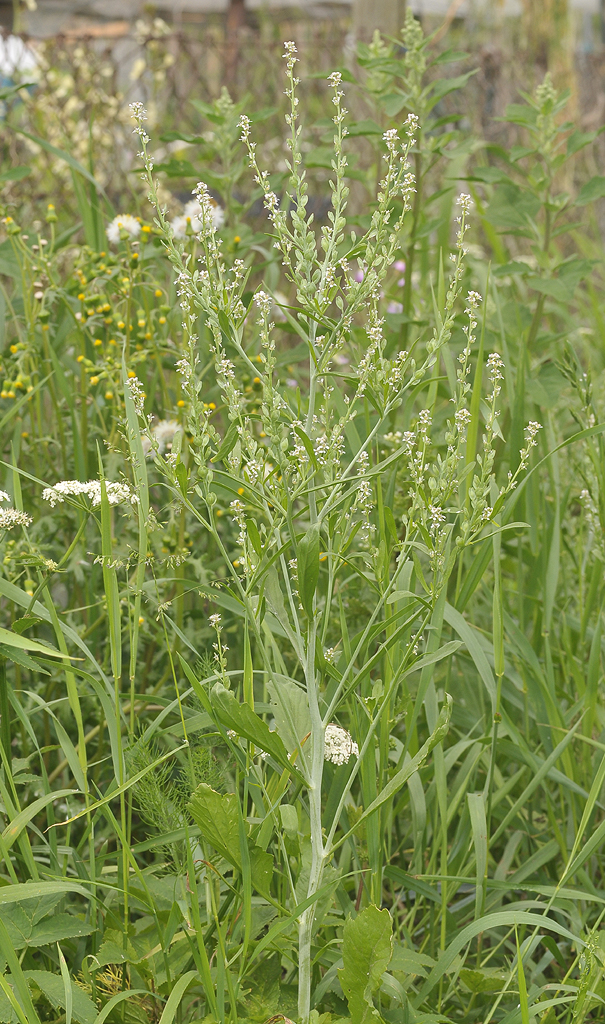 Lepidium densiflorum.