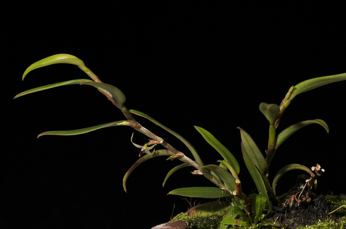 Bulbophyllum spec.