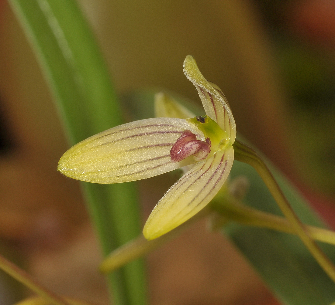 Bulbophyllum spec. Close-up side.