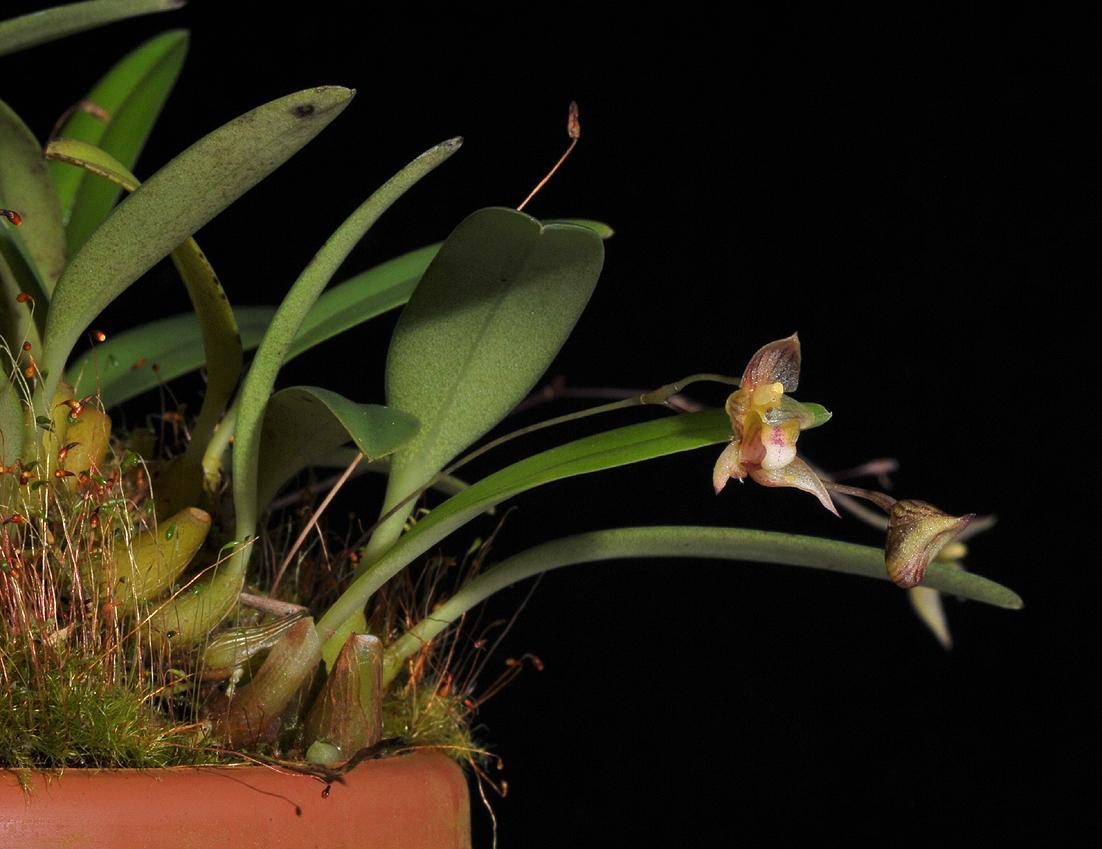 Bulbophyllum cymbidioides.