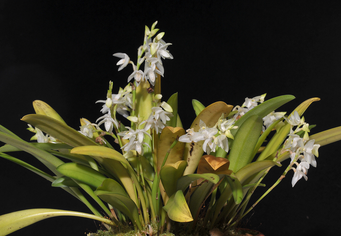 Bulbophyllum infundibuliforme.