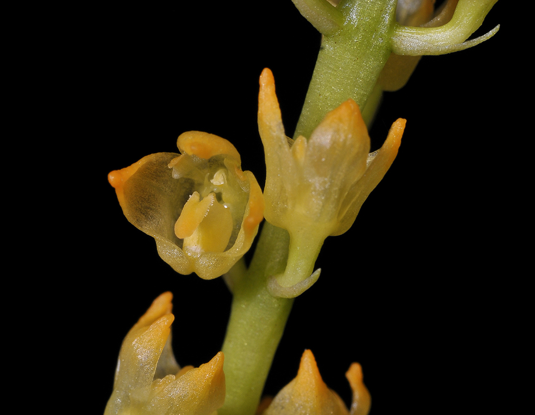 Bulbophyllum longimucronatum.