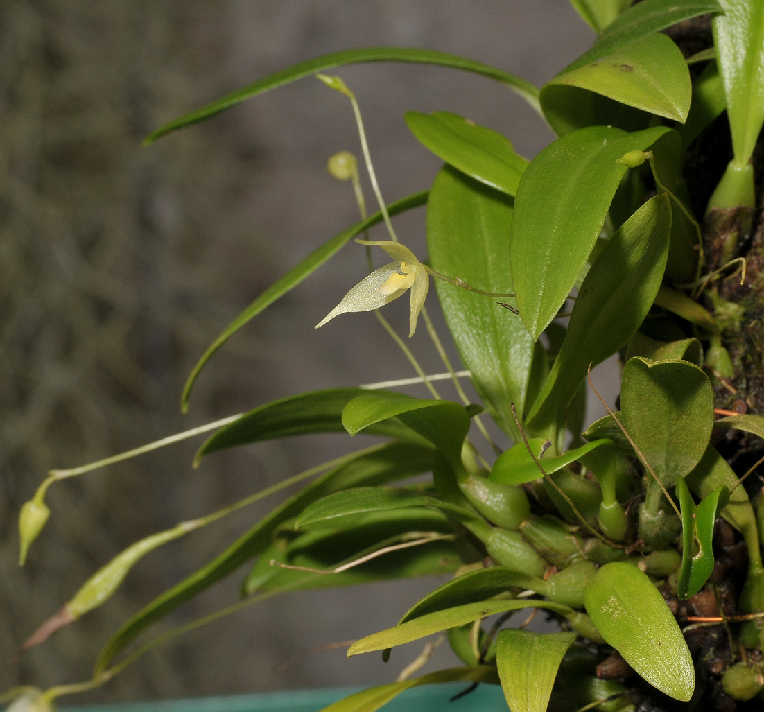 Bulbophyllum aphanopetalum.
