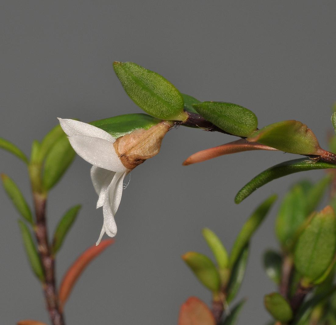 Glomera subpetiolata. Close-up side.