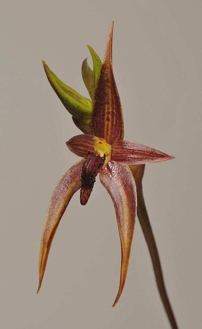 Bulbophyllum vanvuurenii.
