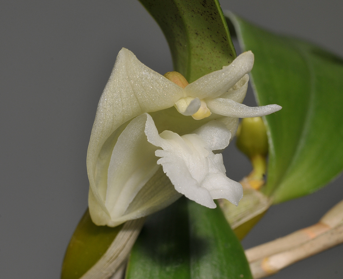 Dendrobium conspicuum. Close-up.