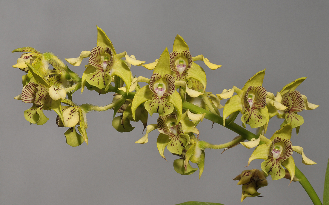 Dendrobium macrophyllum
