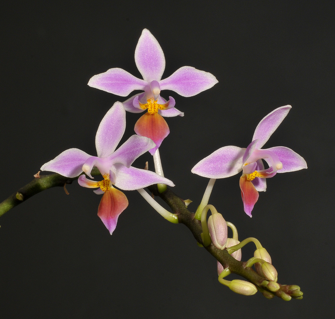 Phalaenopsis equestris.