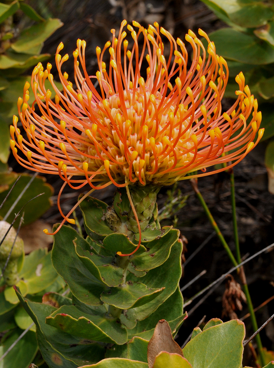 Leucospermum cordifolium. Close-up.