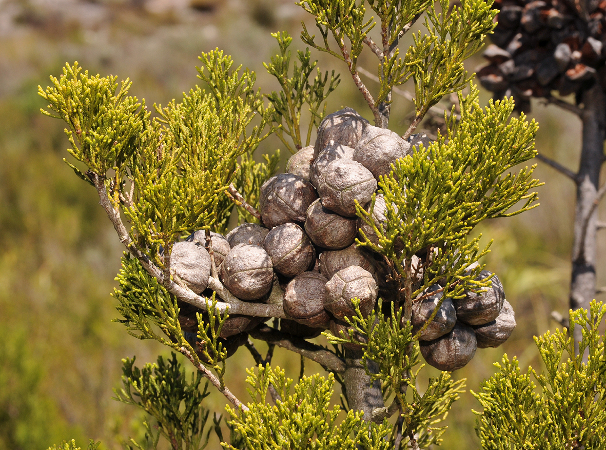 Widdringtonia nodiflora. Closer.