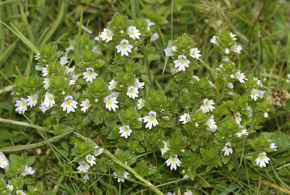 Euphrasia stricta.