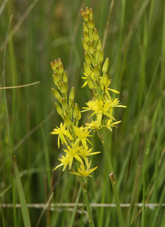 Narthecium ossifragum.