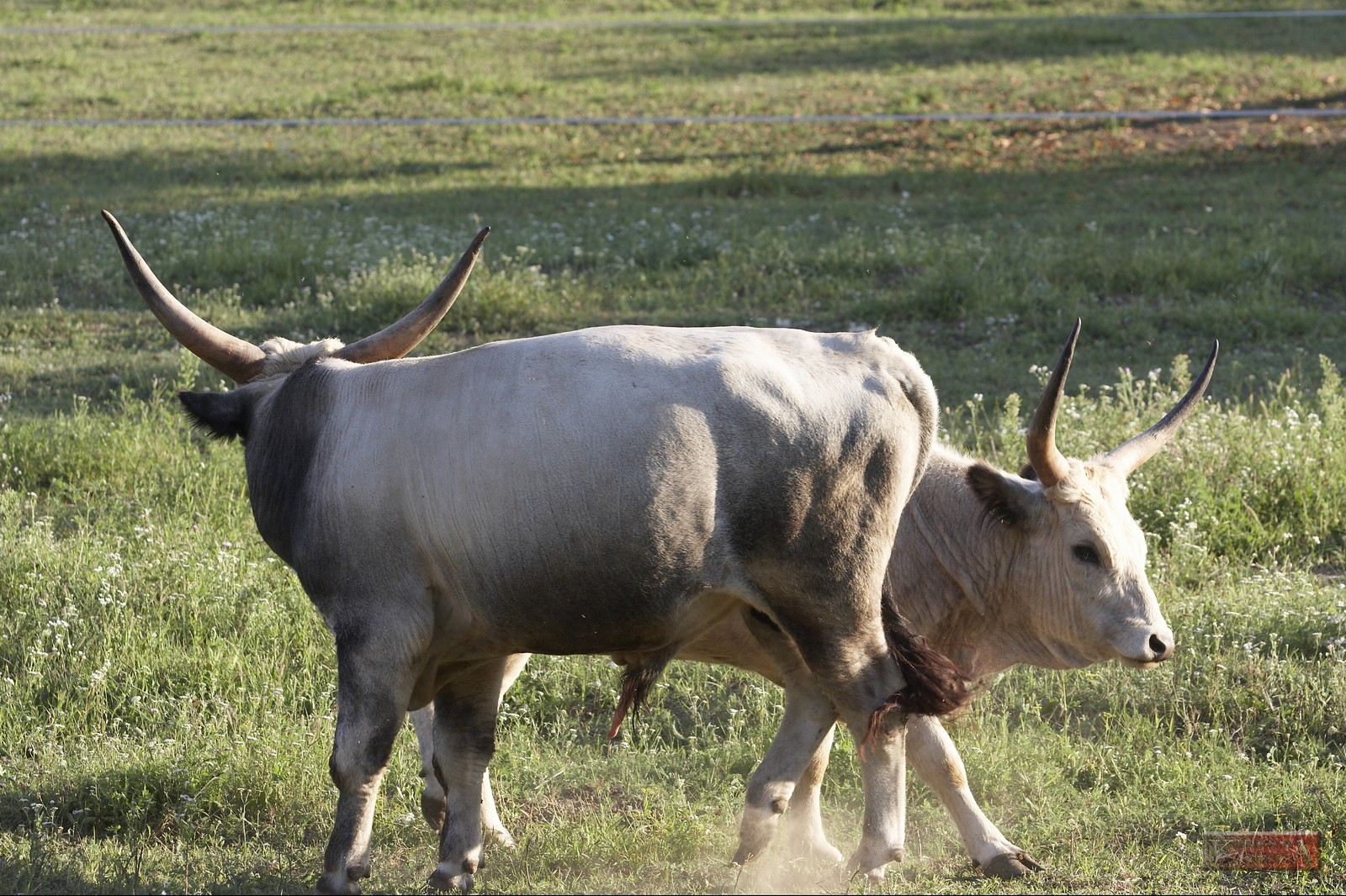 Magyar Szrke Marha - Hungarian Grey Cattle