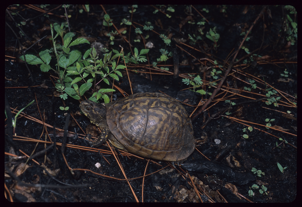 Florida Box Turtle