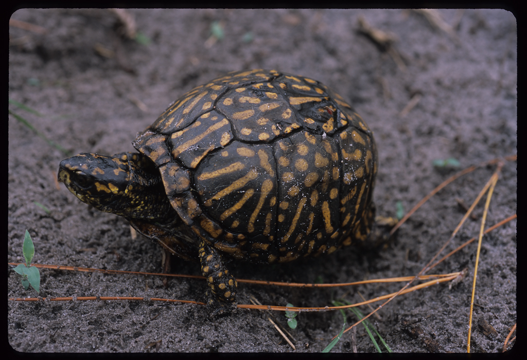 Florida Box Turtle