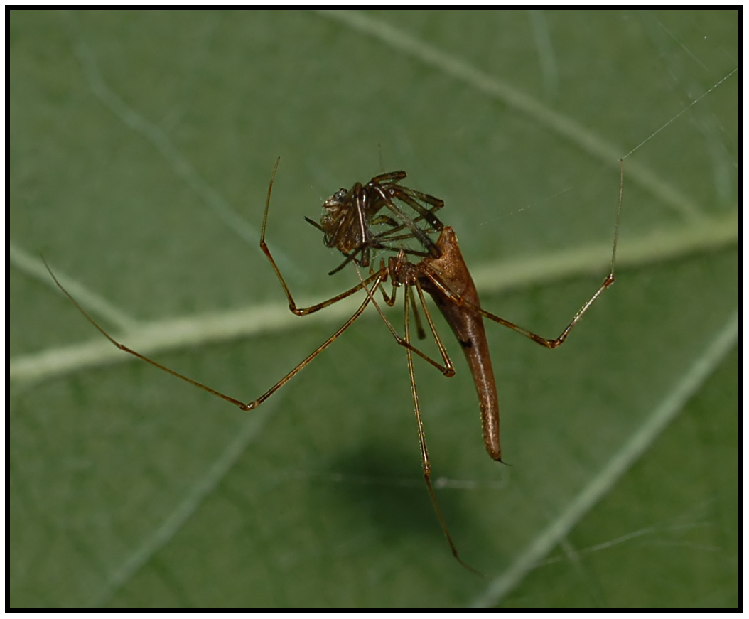 Rhomphaea projiciens