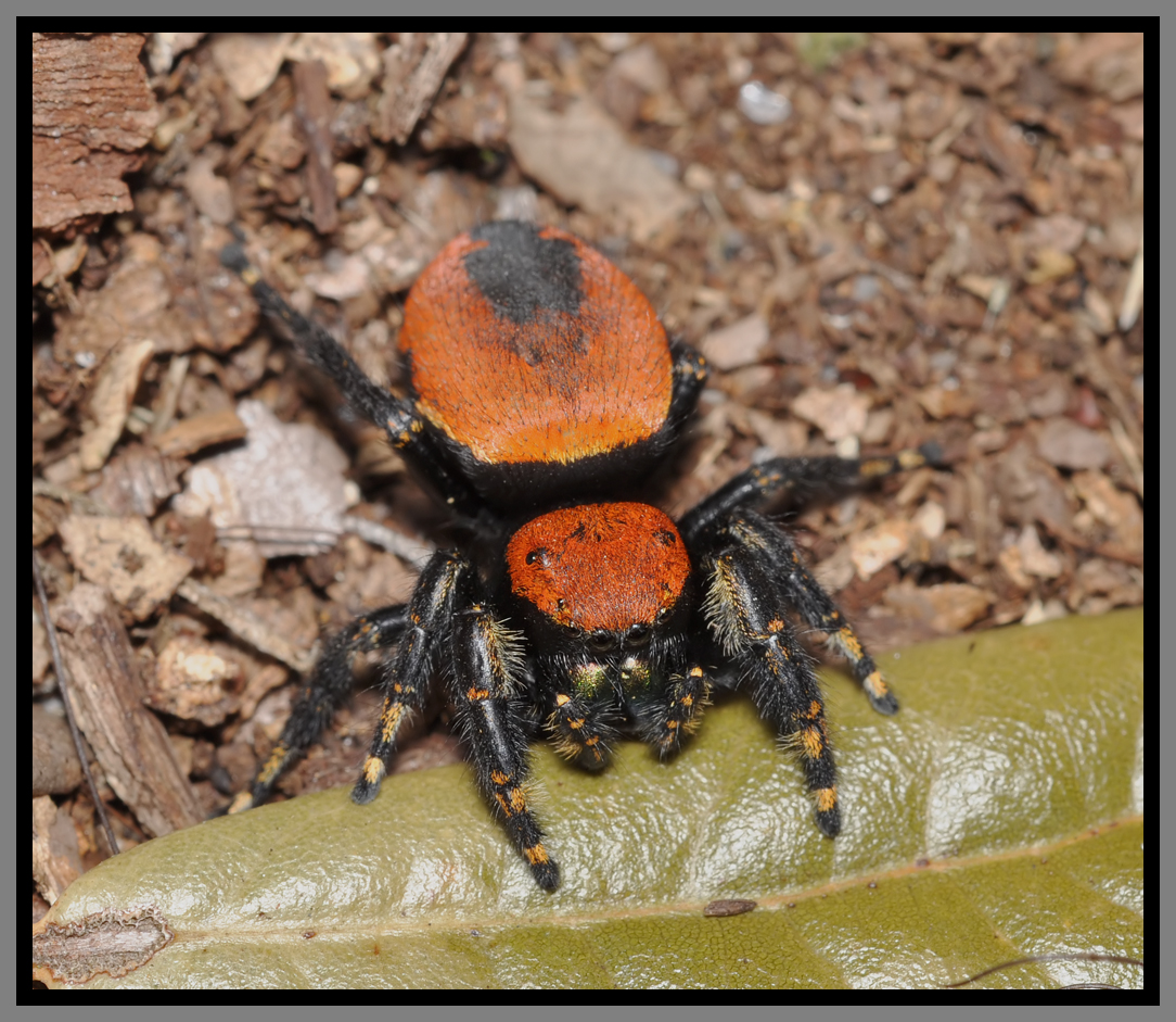 Apache Jumper Spider (Phidippus apacheanus)
