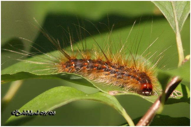 <h5><big>Fall Webworm Moth Caterpillar <BR></big><em>Hyphantria cunea #8140</h5></em>