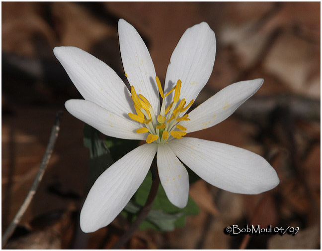 Bloodroot