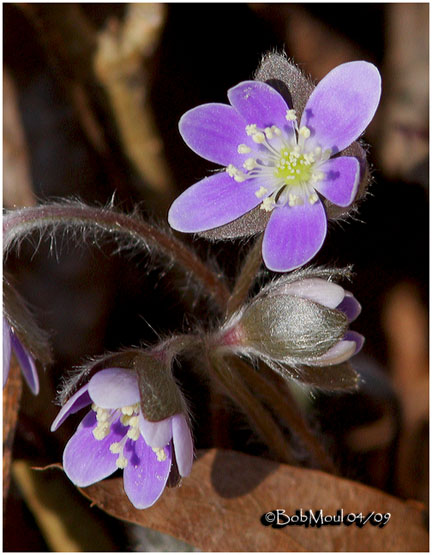 Round-lobed Hepatica