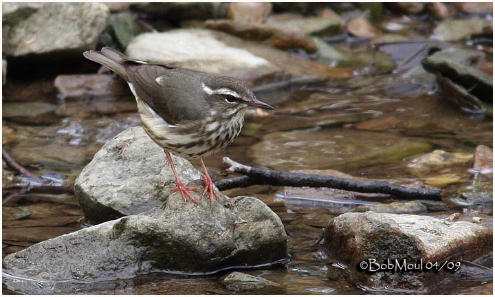 Louisiana Waterthrush