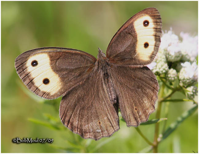 Common Wood Nymph