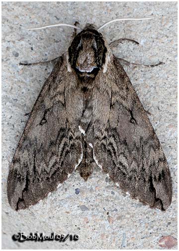<h5><big>Catalpa Sphinx Moth<br></big><em>Ceratomia catalpae #7789</h5></em>