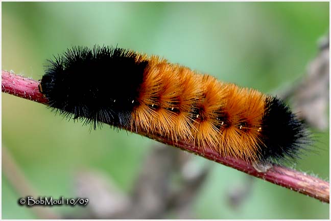 <h5><big>Isabella Tiger Moth Caterpillar <BR></big><em>Pyrrharctia isabella #8129</h5></em>
