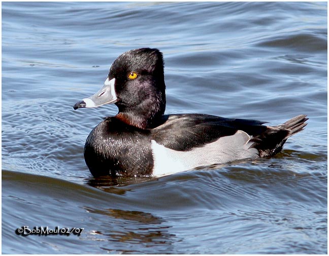 Ringed-neck Duck-Male
