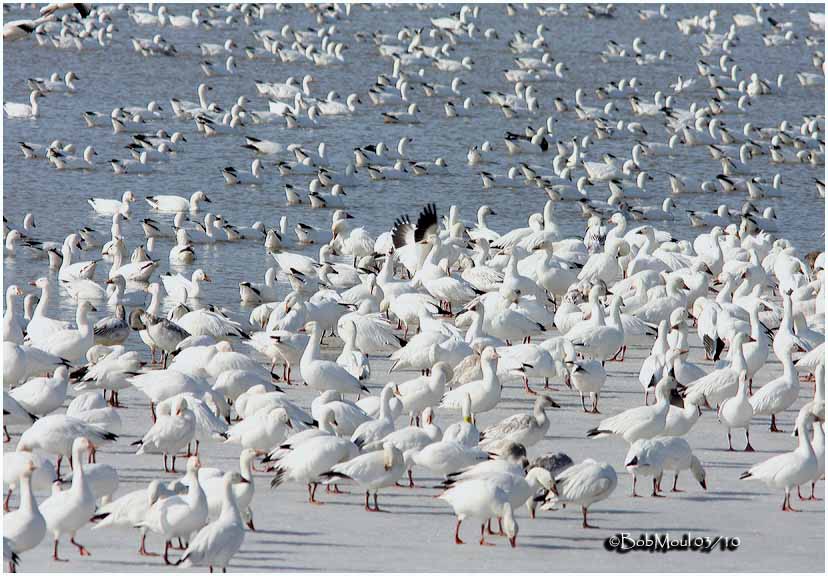 Snow Geese