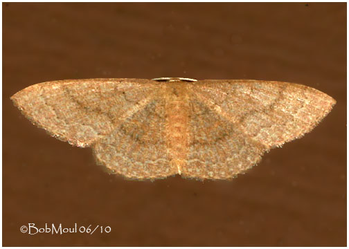 <h5><big>Common Tan Moth<br></big><em>Pleuroprucha insulsaria #7132</h5></em>