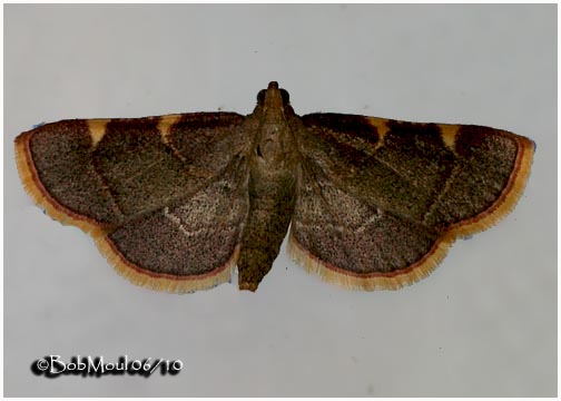 <h5><big>Dolichomia olinalis  Moth<br></big><em>Dolichomia olinalis  #5533</h5></em>