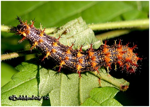 Question Mark Caterpillar