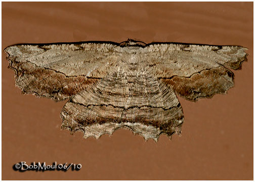 <h5><big>Common Lytrosis Moth<br></big><em>Lytrosis unitaria #6720</h5></em>