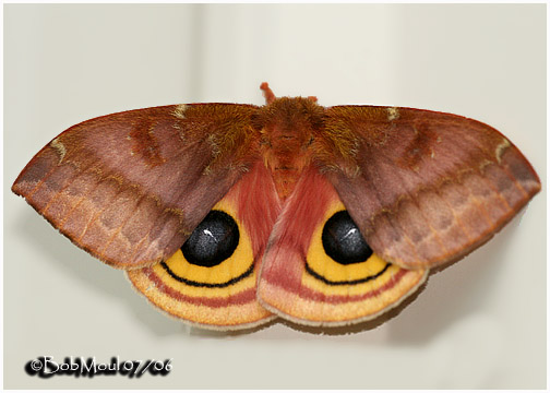 <h5><big>IO Moth-Female<br></big><em>Automeris IO #7746</h5></em>