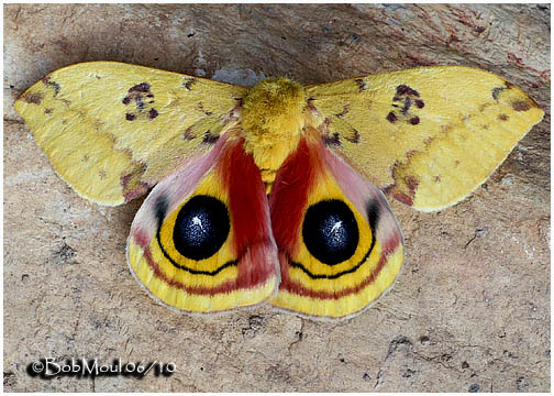 <h5><big>IO Moth-Male<br></big><em>Automeris IO #7746</h5></em>