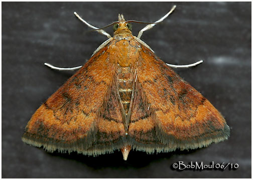 <h5><big>Variable Reddish Pyrausta Moth<br></big><em>Pyrausta rubricalis  #5051</h5></em>