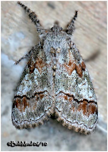 <h5><big>Northern Pine Tussock Moth<br></big><em>Dasychira plagiata  #8304</h5></em>
