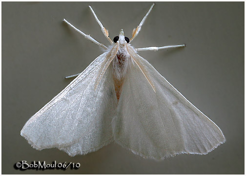 <h5><big>Elm Spanworm Moth<br></big><em>Ennomos subsignaria  #6798</h5></em>