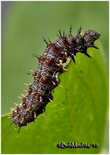 Red Admiral Caterpillar