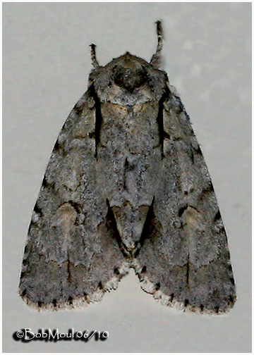<h5><big>Lobelia Dagger Moth<br></big><em>Acronicta lobeliae   #9238</h5></em>